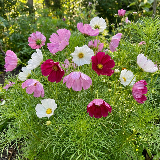 Cosmos Sea Shells Cosmos Bipinnatus – Hardy Garden Flower Seeds