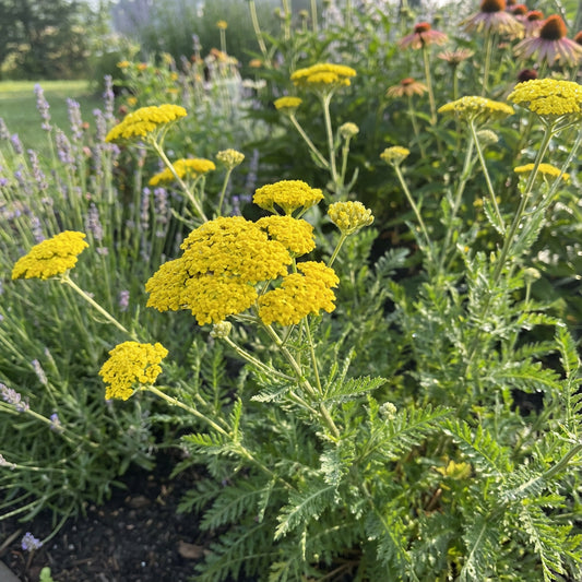 Yarrow Gold Achillea Filipendulina – Perennial Garden Flower Seeds