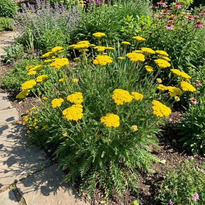 Yarrow Gold Achillea Filipendulina – Perennial Garden Flower Seeds