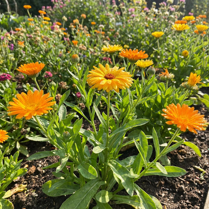 Calendula Pot Marigold Calendula Officinalis – Edible Garden Flower Seeds
