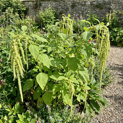 Amaranthus Love Lies Bleeding Green Amaranthus Caudatus – Ornamental Garden Seeds