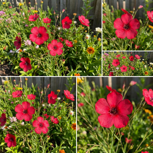 Flax Scarlet Red Annual Linum Grandiflorum Rubrum – Bright Garden Flower Seeds