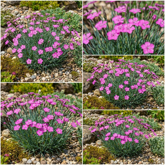 Maiden Pinks Dianthus Deltoides – Hardy Garden Flower Seeds