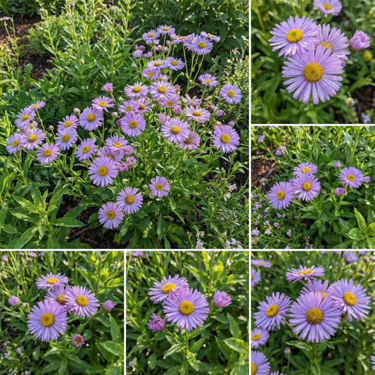 Erigeron Macranthus Erigeron Speciosus – Hardy Perennial Flower Seeds