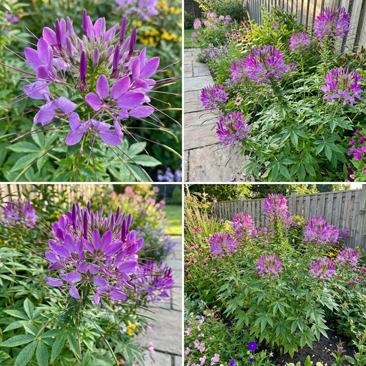 Spider Flower Violet Queen Cleome Hassleriana – Ornamental Garden Flower Seeds