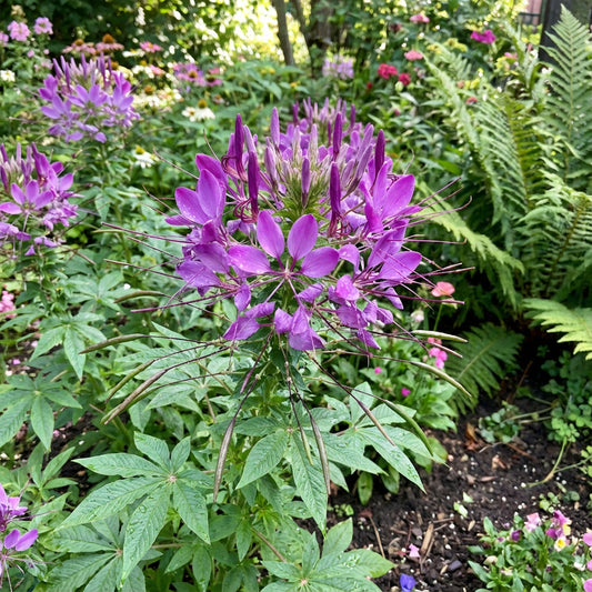 Spider Flower Violet Queen Cleome Hassleriana – Ornamental Garden Flower Seeds