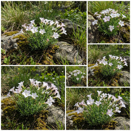 Mountain Phlox Linanthus Grandiflorus – Colorful Rock Garden Flower Seeds