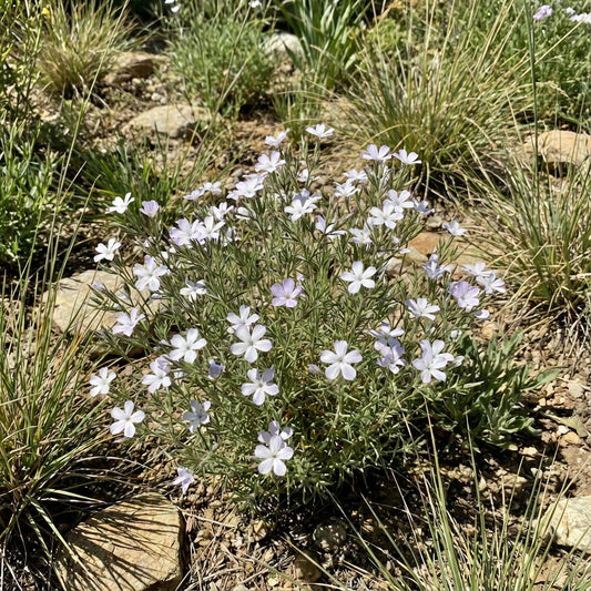 Mountain Phlox Linanthus Grandiflorus – Colorful Rock Garden Flower Seeds
