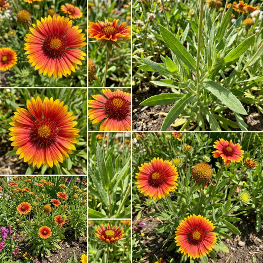 Blanket Flower Gaillardia Aristata – Vibrant Garden Flower Seeds
