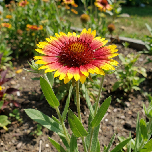 Blanket Flower Gaillardia Aristata – Vibrant Garden Flower Seeds