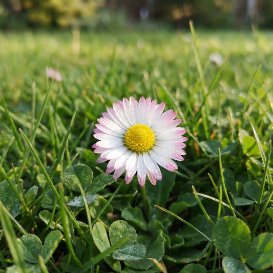 Daisy English Bellis Perennis – Large Quantity Garden Flower Seeds