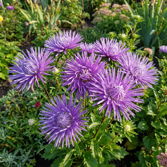 Aster Needle Unicum Violet Callistephus Chinensis – Dwarf Garden Flower Seeds