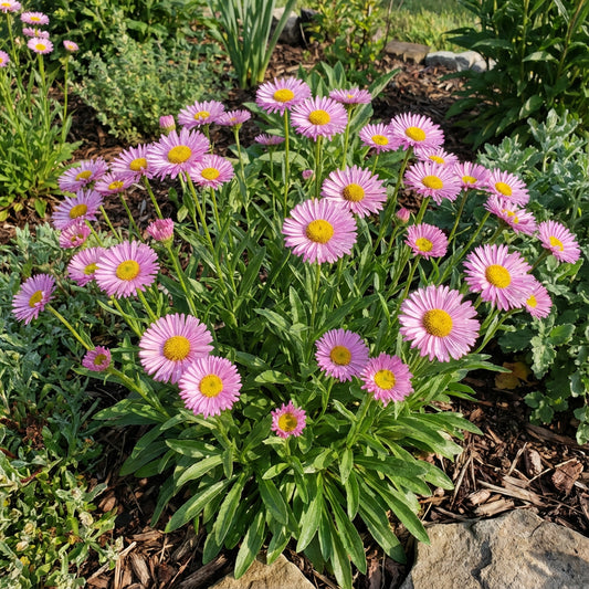 Erigeron Pink Jewel Erigeron Speciosus – Ornamental Garden Flower Seeds