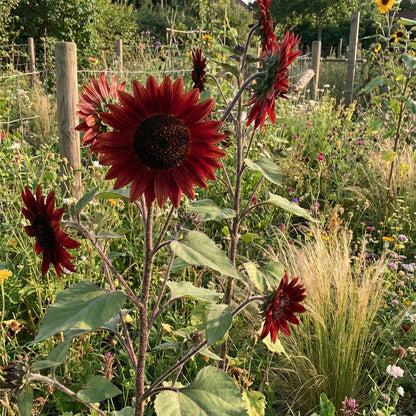 Sunflower Velvet Queen Helianthus Annuus – Tall Red Sunflower Seeds
