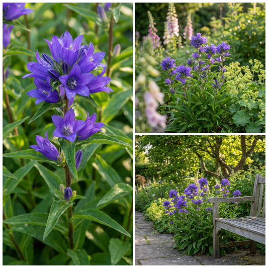 Bellflower Superba Campanula Glomerata – Hardy Perennial Flower Seeds