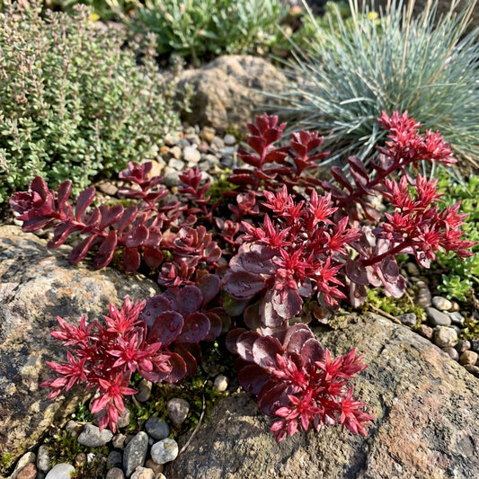 Sedum Voodoo Sedum Spurium – Hardy Groundcover Succulent Seeds