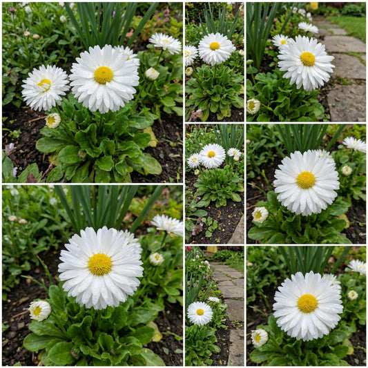 English Daisy White Bellis Perennis Super Enorma – Hardy Garden Flower Seeds