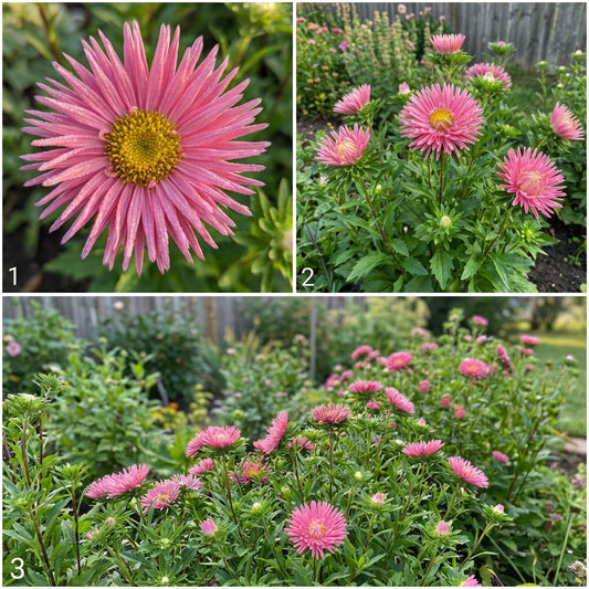 Aster Needle Unicum Rose Callistephus Chinensis – Decorative Garden Flower Seeds