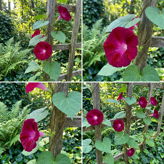 Scarlet O’Hara Morning Glory – Climbing Wildflower Seeds