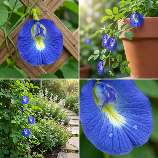 Clitoria Ternatea – Blue Butterfly Pea Climbing Flower Seeds