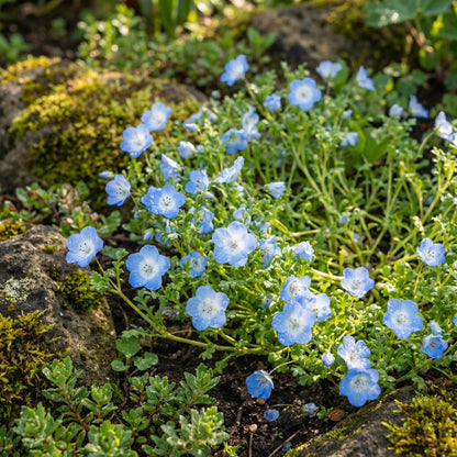 Baby Blue Eyes – Colorful Wildflower Garden Seeds