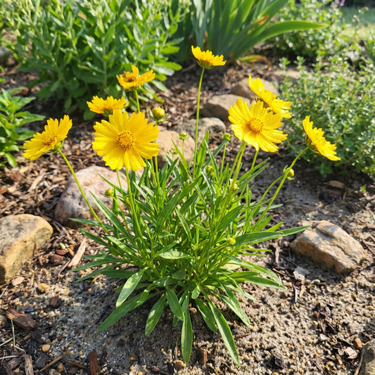 Sand Coreopsis – Colorful Wildflower Garden Seeds