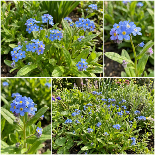 Chinese Forget Me Not – Blue Wildflower Garden Seeds