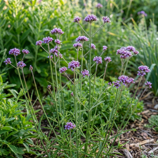 Purpletop Vervain – Hardy Wildflower Garden Seeds