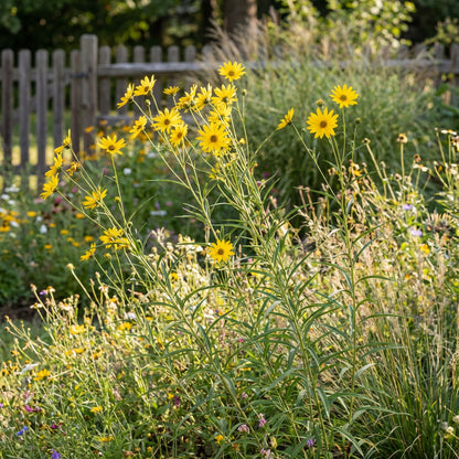 Maximilian’s Sunflower – Tall Wildflower Garden Seeds