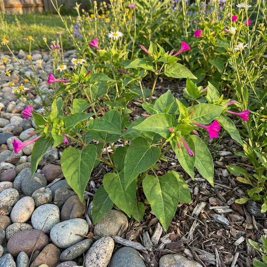 Wild Four OClock – Hardy Wildflower Garden Seeds