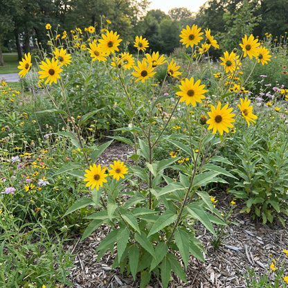 Sawtooth Sunflower – Colorful Wildflower Garden Seeds