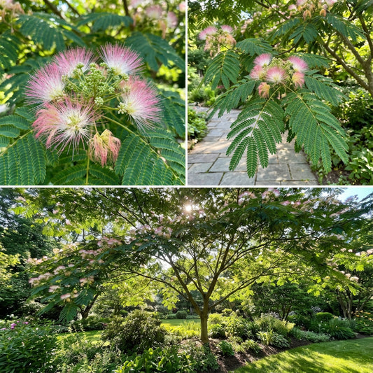 Persian Silk Tree Albizia Julibrissin – Flowering Tree Seeds