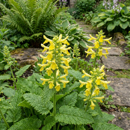 Wood Betony – Colorful Wildflower Garden Seeds