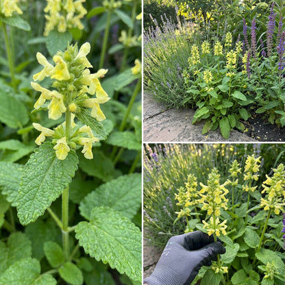 Wood Betony – Colorful Wildflower Garden Seeds