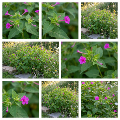 Wild Four O’Clock – Hardy Wildflower Garden Seeds