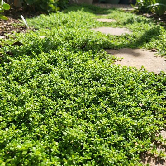 Green Carpet Herniaria Glabra – Hardy Ground Cover Seeds