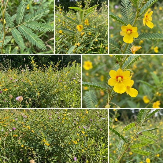 Partridge Pea – Hardy Wildflower Garden Seeds