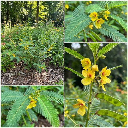 Partridge Pea – Hardy Wildflower Garden Seeds