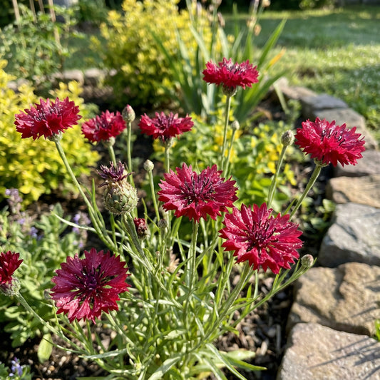 Red Bachelor Button Cornflower – Colorful Wildflower Garden Seeds