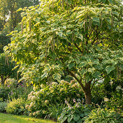 Variegated Southern Catalpa Catalpa Bignonioides – Ornamental Tree Seeds