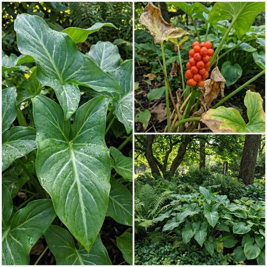 Italian Arum Arum Italicum – Hardy Perennial Flower Seeds
