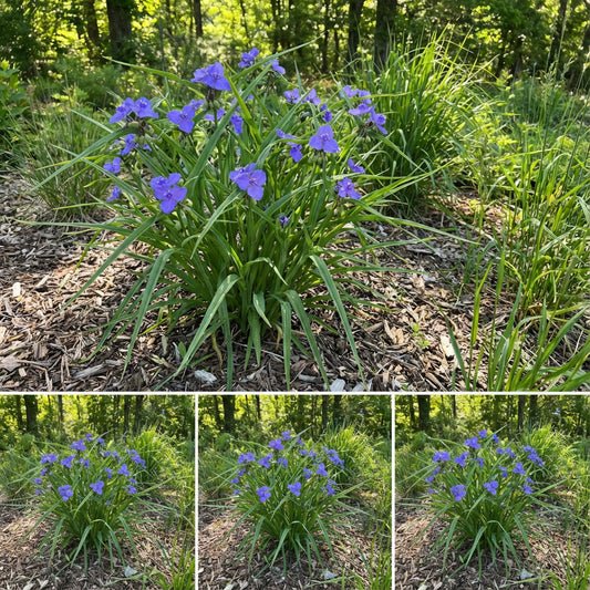 Ohio Spiderwort Tradescantia Ohiensis – Hardy Wildflower Seeds