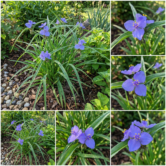Ohio Spiderwort Tradescantia Ohiensis – Hardy Wildflower Seeds