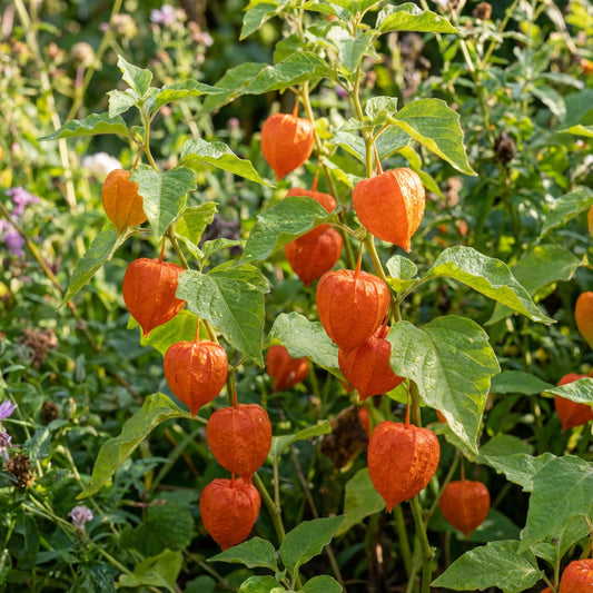 Chinese Lantern Physalis Alkekengi – Ornamental Garden Flower Seeds