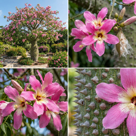 Silk Floss Tree Ceiba Speciosa – Ornamental Tree Seeds