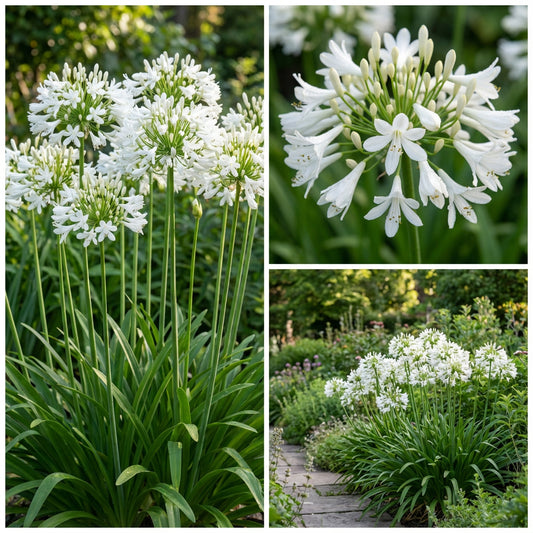 Getty White Agapanthus Agapanthus Africanus – Hardy Garden Flower Seeds