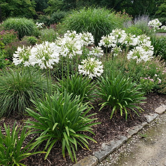 Getty White Agapanthus Agapanthus Africanus – Hardy Garden Flower Seeds