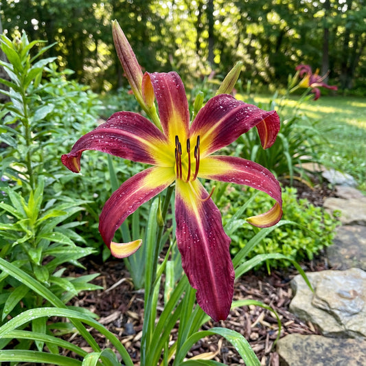 Tetrinas Daughter Daylily Hemerocallis – Perennial Garden Flower Seeds
