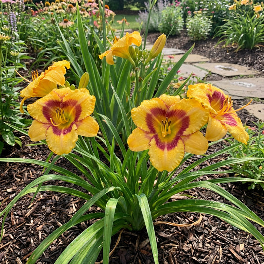 Tetrinas Daughter Daylily Hemerocallis – Perennial Garden Flower Seeds