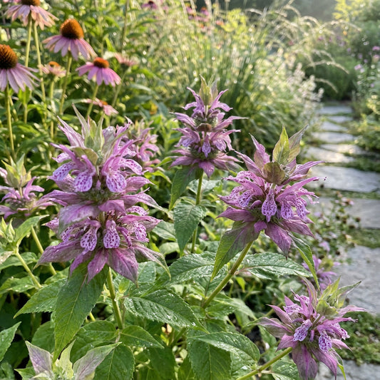 Monarda Spotted Bee Balm – Perennial Garden Flower Seeds